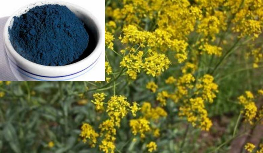 Isatis tinctoria, also called Woad, dyer's woad, or glastum, is a flowering plant in the family Brassicaceae with a documented history of use as a blue dye and medicinal plant. It is occasionally known as Asp of Jerusalem. Woad is also the name of a blue dye produced from the leaves of the plant.